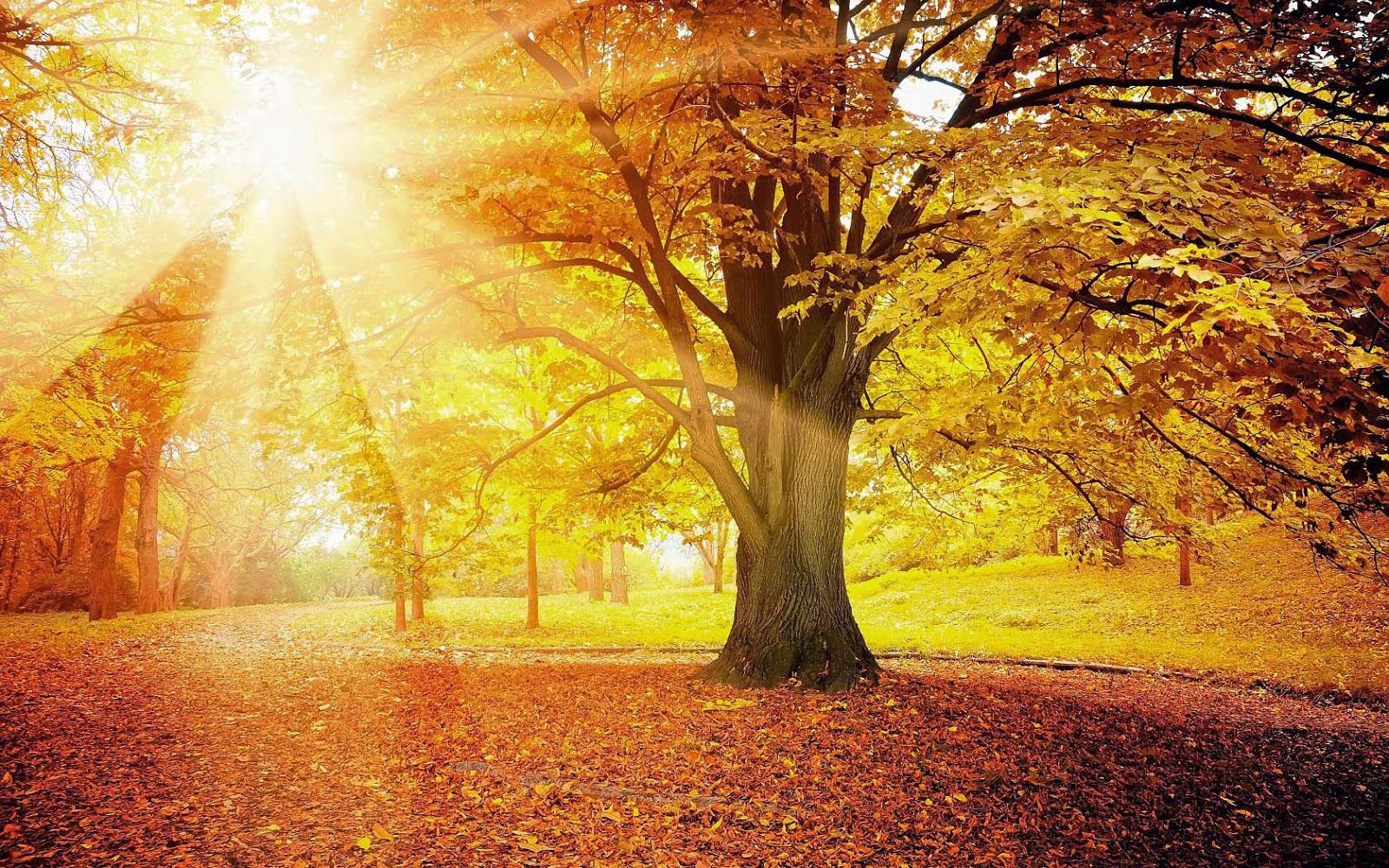 herfstboom
